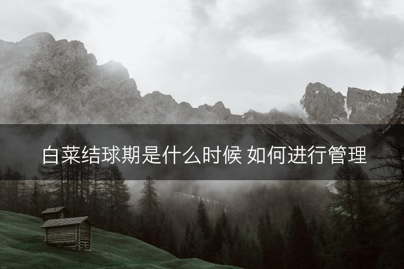 白菜结球期是什么时候 如何进行管理(图1)