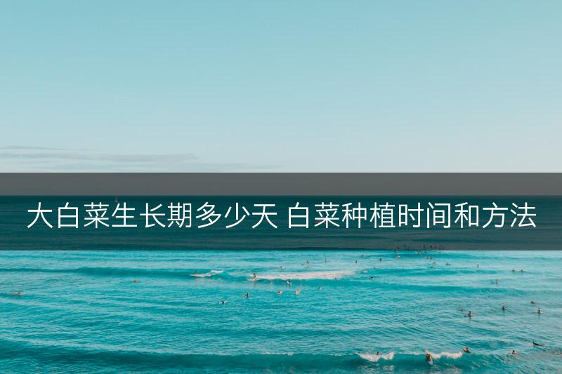 大白菜生长期多少天 白菜种植时间和方法(图1)