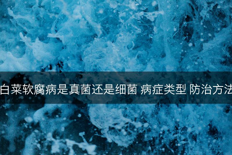白菜软腐病是真菌还是细菌 病症类型 防治方法(图1)
