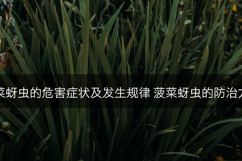 菠菜蚜虫的危害症状及发生规律 菠菜蚜虫的防治方法(图1)