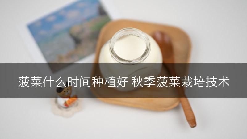 菠菜什么时间种植好 秋季菠菜栽培技术(图1)