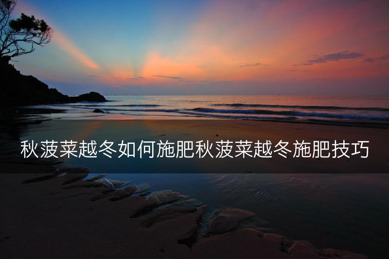 秋菠菜越冬如何施肥秋菠菜越冬施肥技巧(图1)