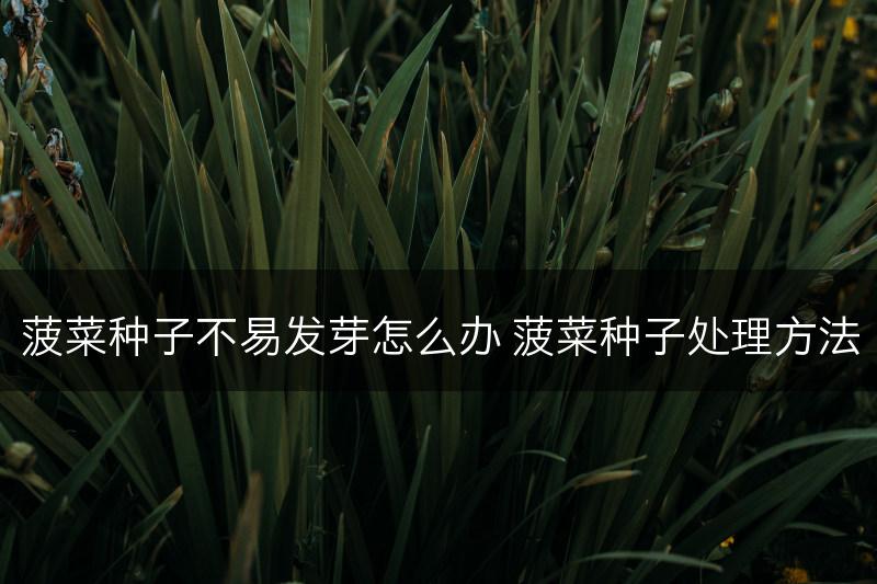 菠菜种子不易发芽怎么办 菠菜种子处理方法(图1)