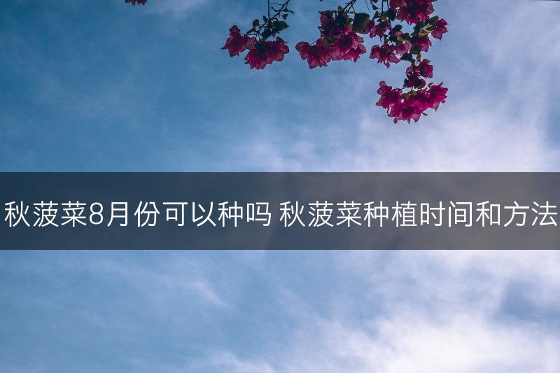秋菠菜8月份可以种吗 秋菠菜种植时间和方法(图1)
