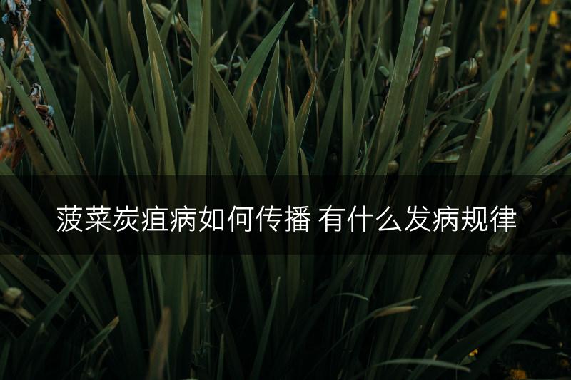 菠菜炭疽病如何传播 有什么发病规律(图1)