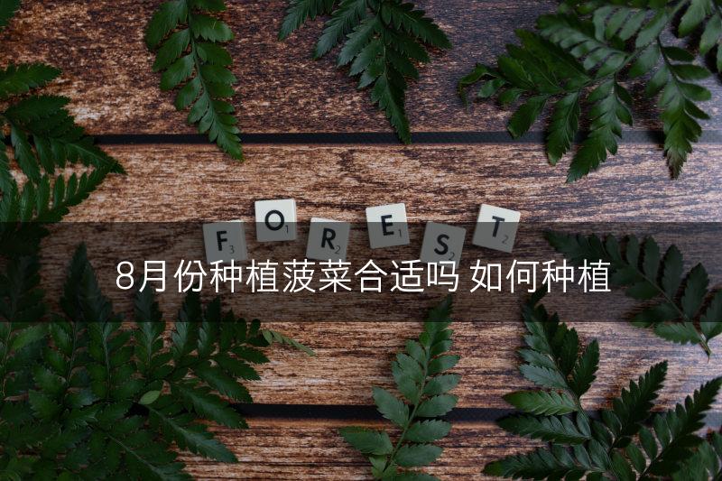 8月份种植菠菜合适吗 如何种植(图1)