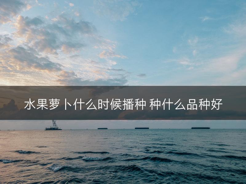 水果萝卜什么时候播种 种什么品种好(图1)