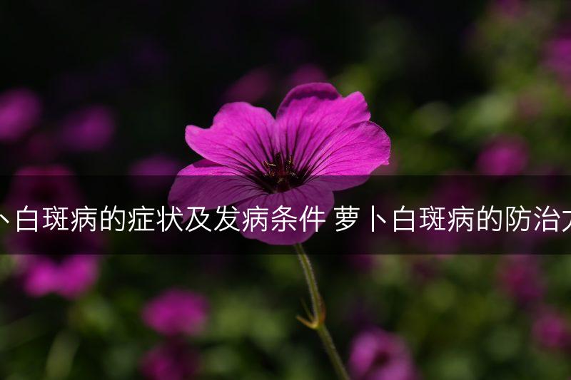 萝卜白斑病的症状及发病条件 萝卜白斑病的防治方法(图1)