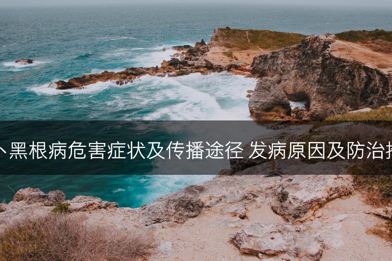 萝卜黑根病危害症状及传播途径 发病原因及防治措施(图1)
