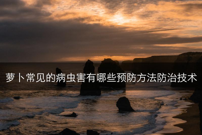 萝卜常见的病虫害有哪些预防方法防治技术(图1)