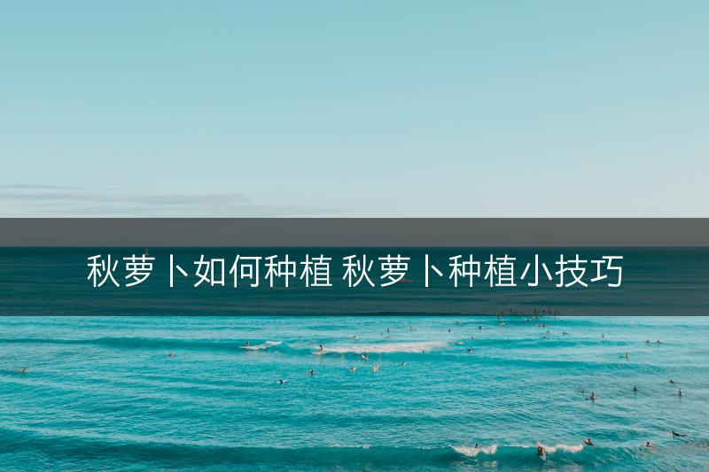 秋萝卜如何种植 秋萝卜种植小技巧(图1)