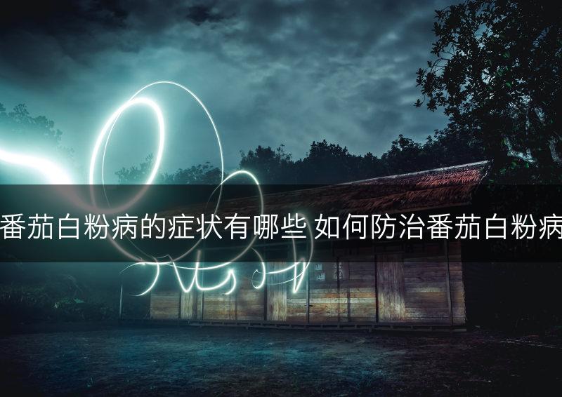番茄白粉病的症状有哪些 如何防治番茄白粉病(图1)