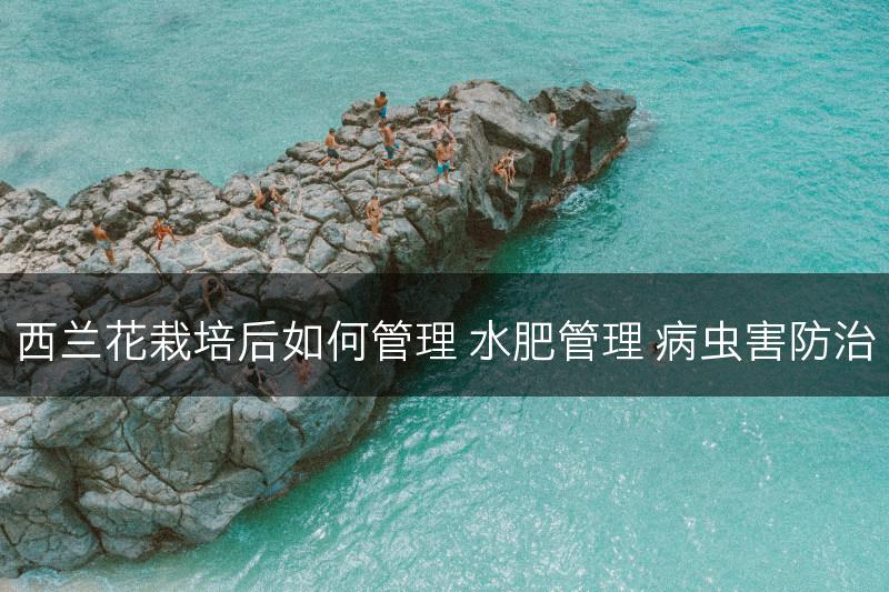 西兰花栽培后如何管理 水肥管理 病虫害防治(图1)