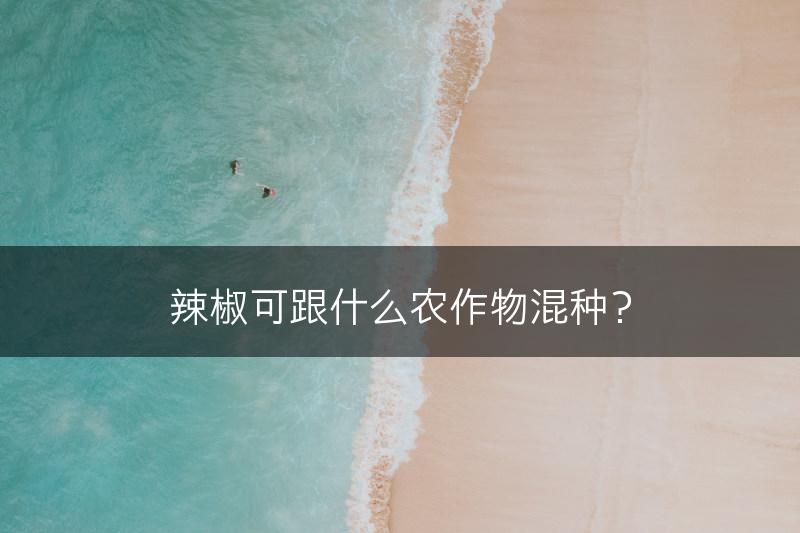 辣椒可跟什么农作物混种？(图1)