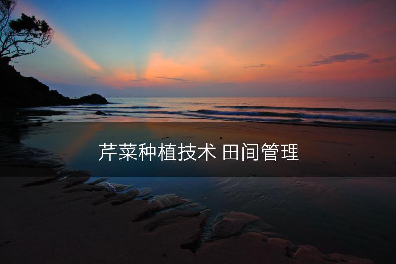 芹菜种植技术 田间管理(图1)