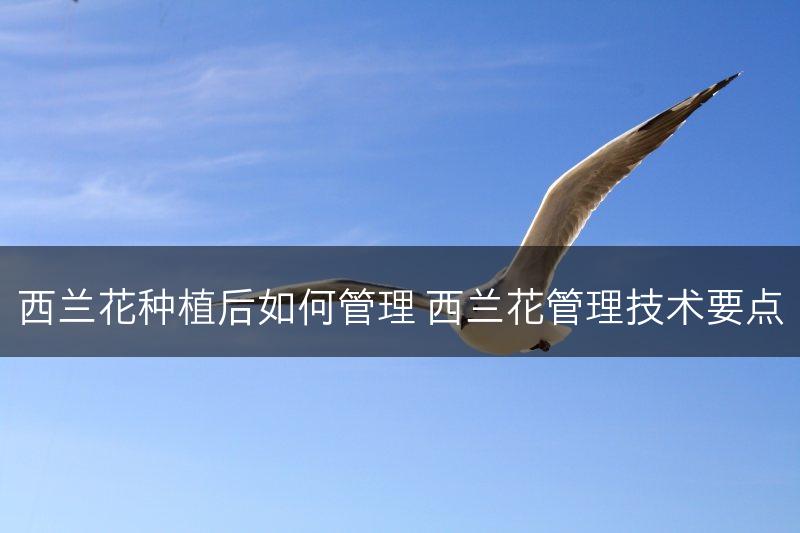 西兰花种植后如何管理 西兰花管理技术要点(图1)