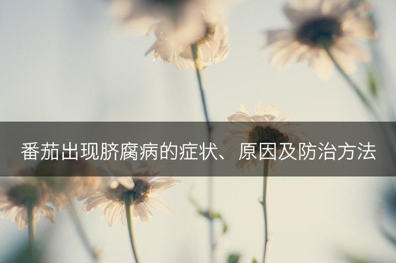 番茄出现脐腐病的症状、原因及防治方法(图1)