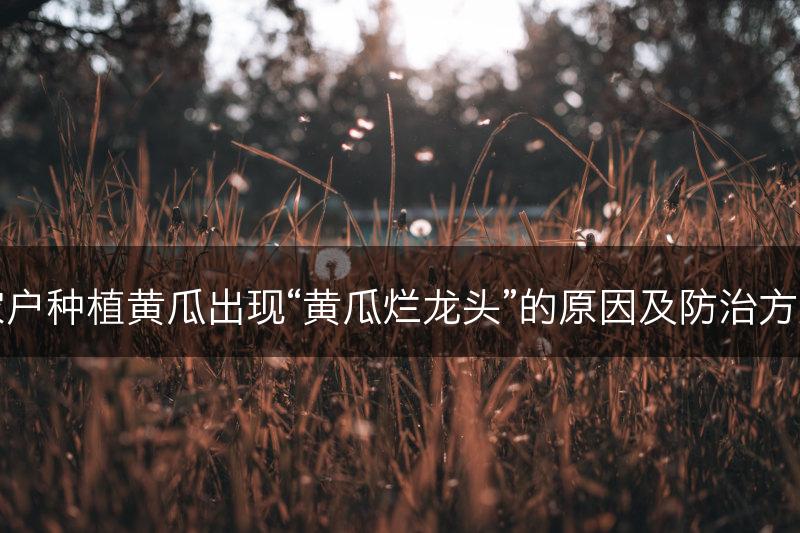 农户种植黄瓜出现“黄瓜烂龙头”的原因及防治方案(图1)