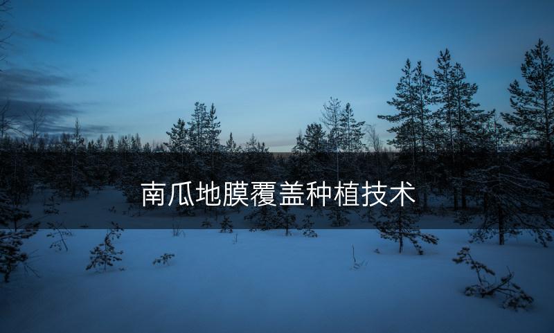南瓜地膜覆盖种植技术(图1)