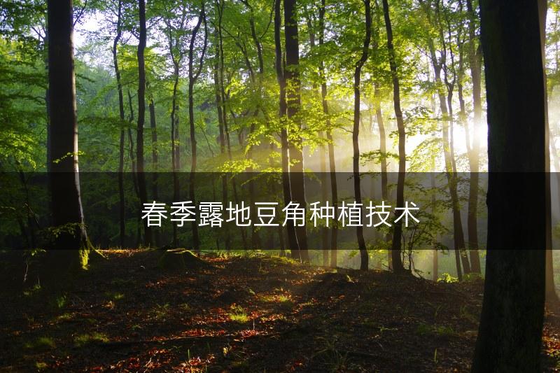春季露地豆角种植技术(图1)