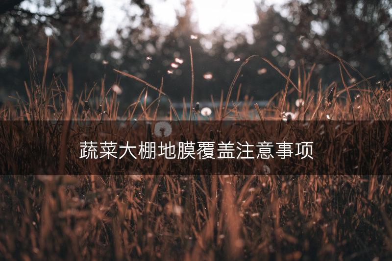 蔬菜大棚地膜覆盖注意事项(图1)