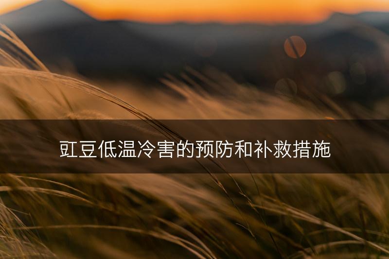 豇豆低温冷害的预防和补救措施(图1)