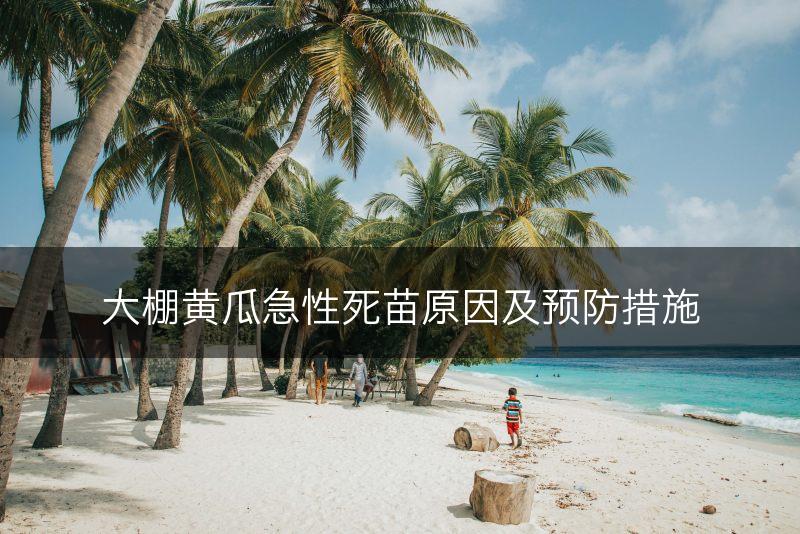 大棚黄瓜急性死苗原因及预防措施(图1)