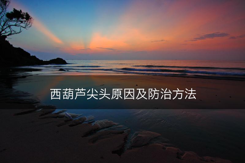 西葫芦尖头原因及防治方法(图1)