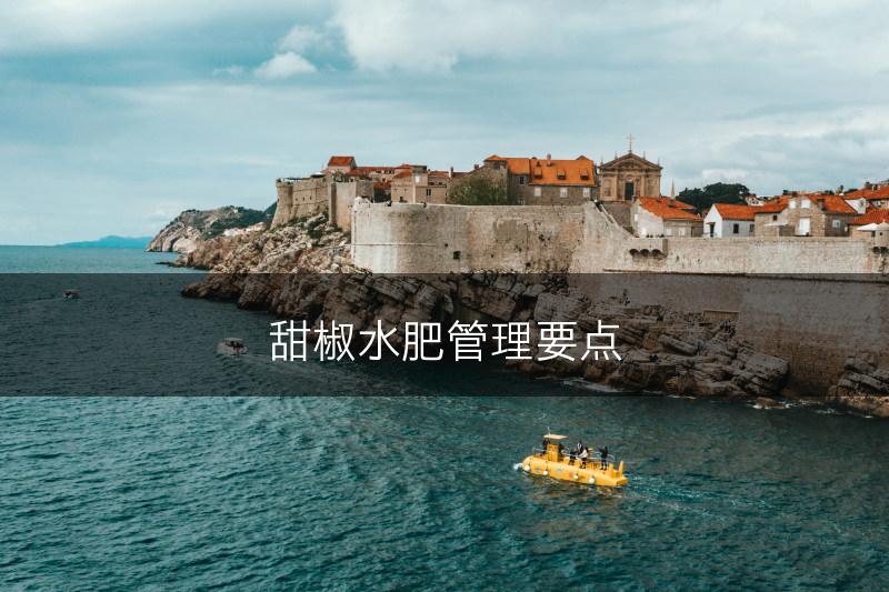 甜椒水肥管理要点(图1)