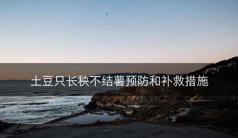 土豆只长秧不结薯预防和补救措施(图1)
