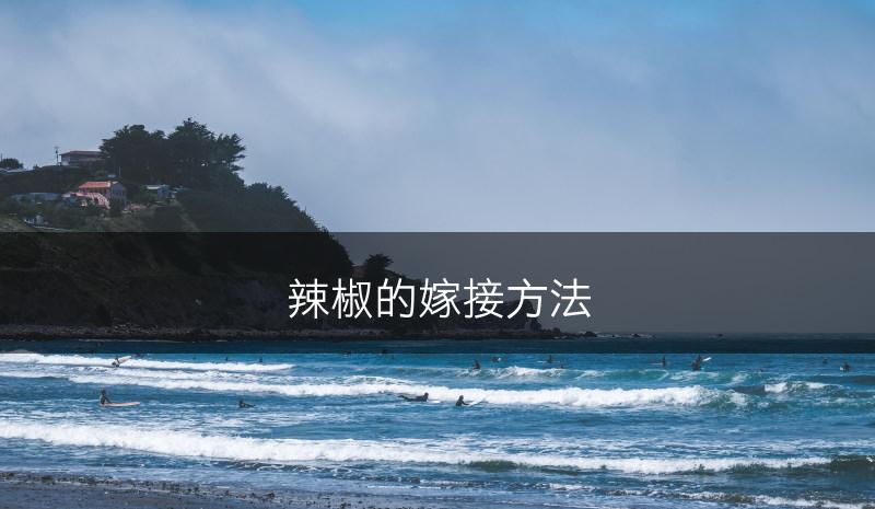 辣椒的嫁接方法(图1)