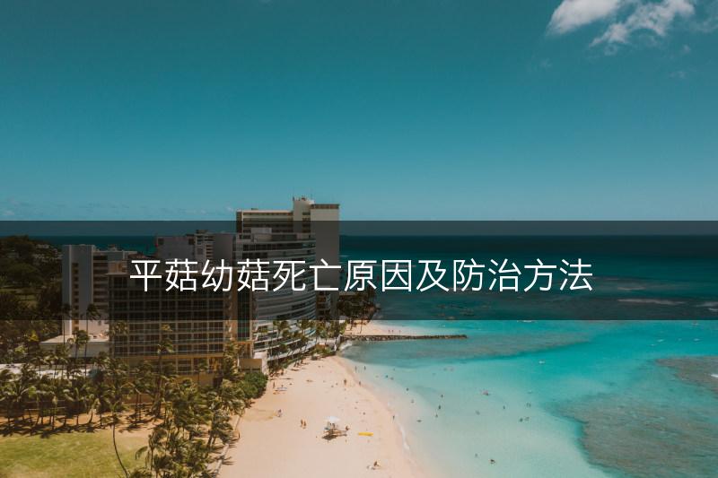 平菇幼菇死亡原因及防治方法(图1)