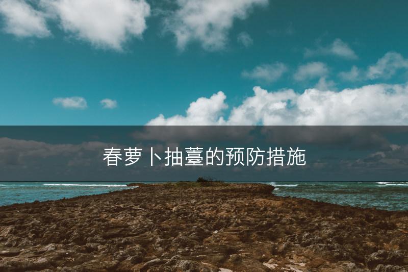 春萝卜抽薹的预防措施(图1)