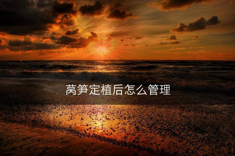 莴笋定植后怎么管理(图1)