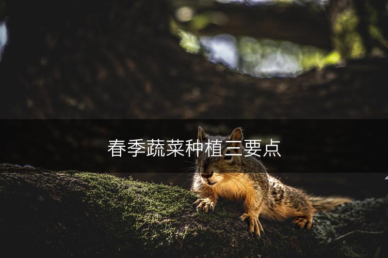 春季蔬菜种植三要点(图1)