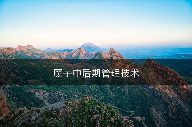 魔芋中后期管理技术(图1)