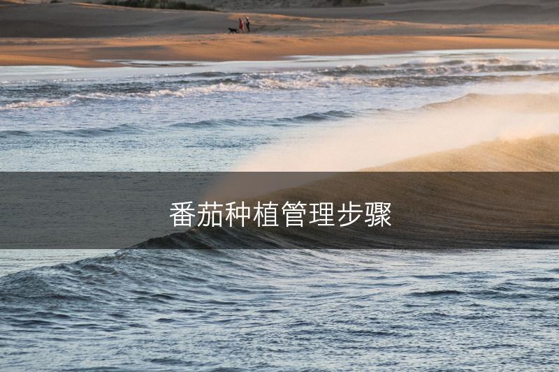 番茄种植管理步骤(图1)