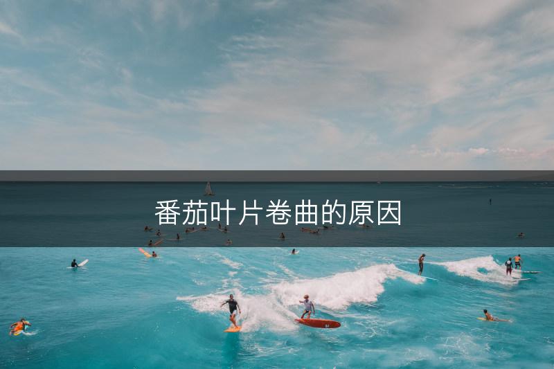 番茄叶片卷曲的原因(图1)