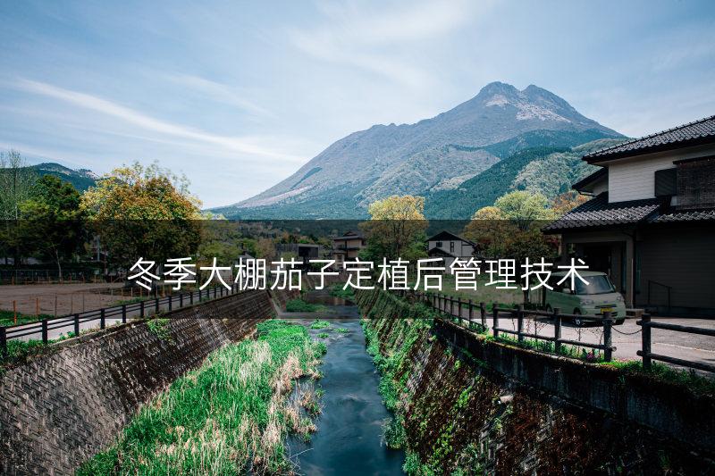 冬季大棚茄子定植后管理技术(图1)