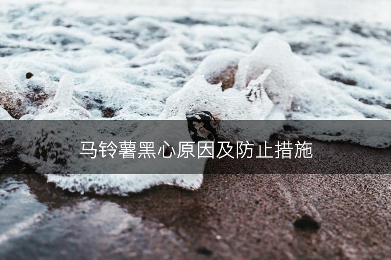 马铃薯黑心原因及防止措施(图1)