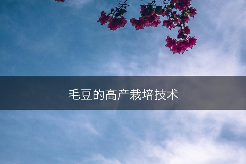 毛豆的高产栽培技术(图1)