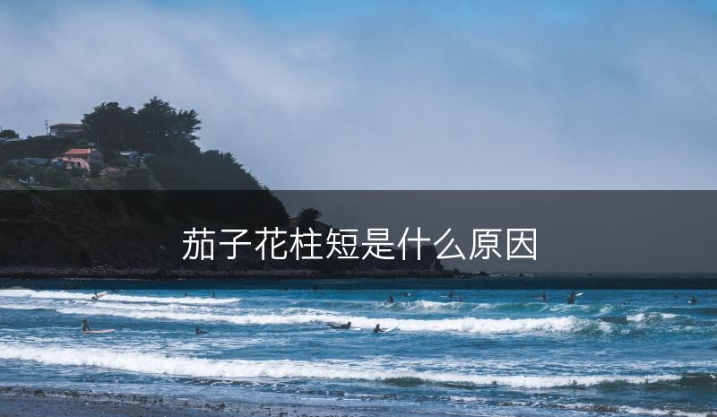 茄子花柱短是什么原因(图1)