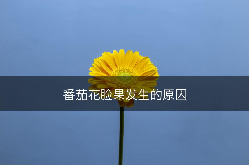 番茄花脸果发生的原因(图1)