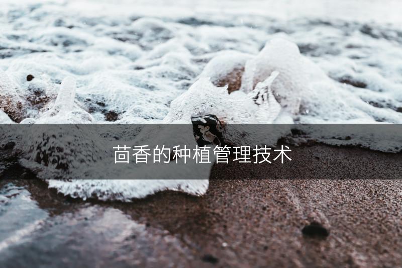茴香的种植管理技术(图1)