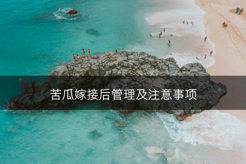 苦瓜嫁接后管理及注意事项(图1)