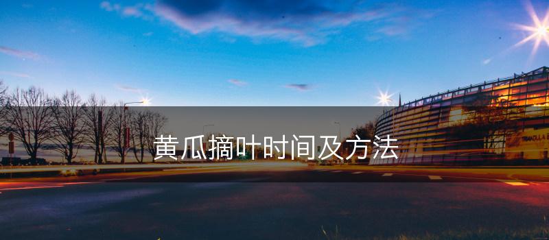 黄瓜摘叶时间及方法(图1)