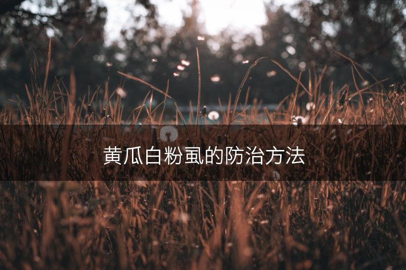 黄瓜白粉虱的防治方法(图1)