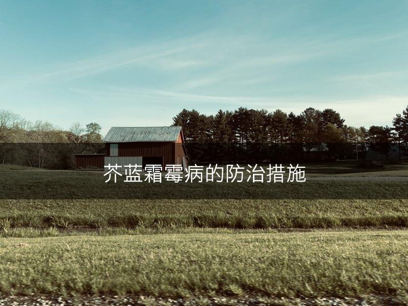 芥蓝霜霉病的防治措施(图1)