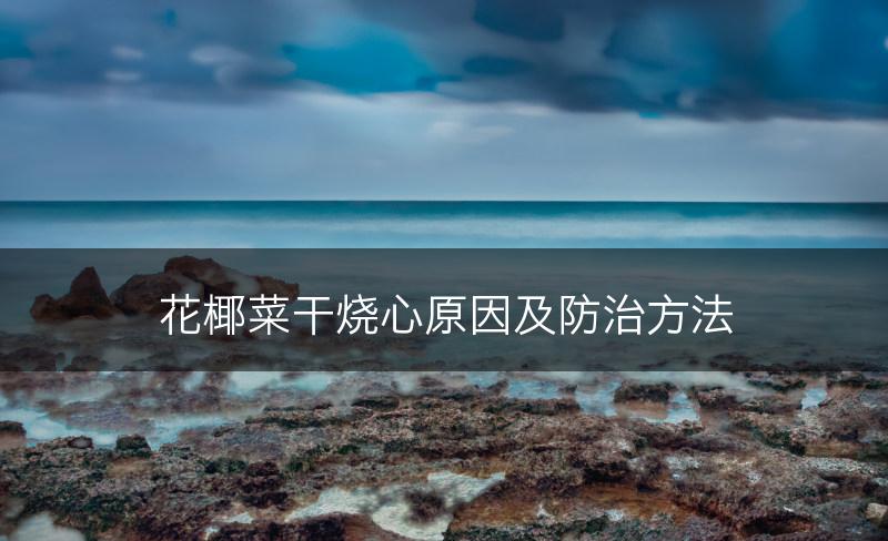 花椰菜干烧心原因及防治方法(图1)