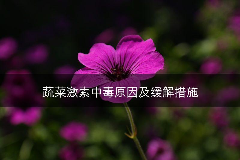 蔬菜激素中毒原因及缓解措施(图1)